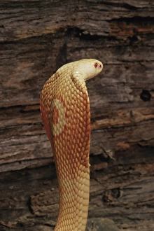 Snake Prints: Albino monocled cobra (Naja naja kaouthia)