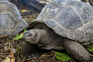 Aldabra giant Seychelles tortoise (Aldabrachelys gigantea), Anse Takamaka, Mahe