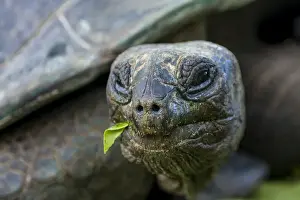 Portrait Prints: Aldabra giant Seychelles tortoise (Aldabrachelys gigantea), Anse Takamaka, Mahe