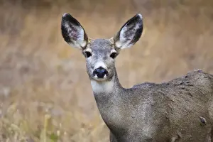 Animal Ear Prints: Alert mule deer (Odocoileus hemionus) stares at the camera