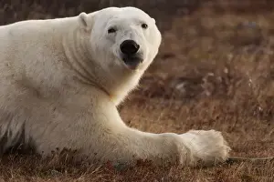 Lying On Front Prints: Alert polar bear (Ursus maritimus) on sub-arctic tundra grassland north of Churchill in Manitoba