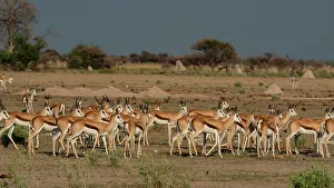 Savanna Prints: Alerted springboks (Antidorcas marsupialis), Nxai Pan National Park, Botswana, Africa
