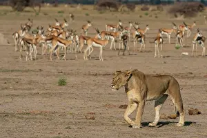 Savanna Prints: Alerted springboks (Antidorcas marsupialis) watching a lioness (Panthera leo) walking