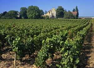 Bourgogne Prints: Alex-Corton, Burgundy, France, Europe