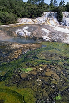 North Island Prints: Algae in the hot springs at Orakei Korako