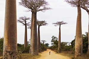 Dirt Track Prints: Allee de Baobab (Adansonia), western area, Madagascar, Africa