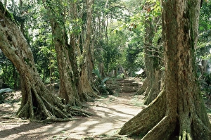 Mahe Prints: Allee de Sang Dragon