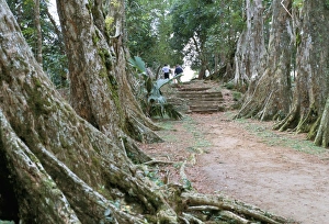 Allee de Sang-Dragon (sangdragon trees alley)