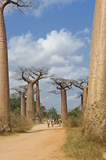 Dirt Track Prints: Alley of the Baobabs (Adansonia Grandidieri), Morondava, Madagascar, Africa