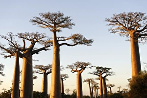 Dirt Road Prints: The Alley of the Baobabs (Avenue de Baobabs)