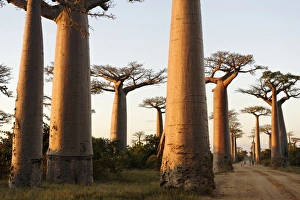 The Alley of the Baobabs (Avenue de Baobabs), a prominent group of baobab trees lining the dirt road between Morondava and Belon i Tsiribihina, Madagascar, Africa