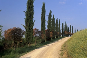 Val Dorcia Prints: Alley with cypress trees near San Quirico d Orcia