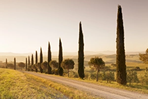 Rural Roads Prints: Alley of cypress trees at sunrise, near San Quirico, Val d Orcia (Orcia Valley)