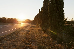 Gordes Prints: Alley of cypresses along a road at sunset, Gordes, Provence, Provence-Alpes-Cote d Azur