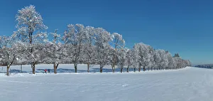 Midday Prints: Alley of trees in winter, Swabian Jura, Baden-Wurttemberg, Germany, Europe