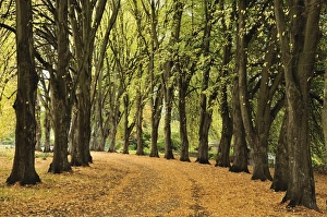 Tree Lined Prints: Alley at Wanaka Station Park, Wanaka, Otago, South Island, New Zealand, Pacific