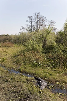 Jeopardy Prints: Alligator, Everglades National Park, UNESCO World Heritage Site, Florida