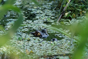 Disguising Prints: Alligator in pond watching, Parque Nacional Madidi, Bolivia, South America