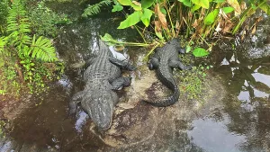 Touristic Prints: Alligators, Central Florida Zoo, United States of America