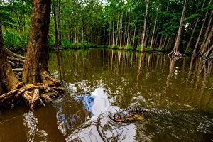 Alligators, swamp near New Orleans, Louisiana, United States of America, North America