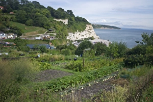 Beer Prints: Allotments on the coast at Beer, Devon, England, United Kingdom, Europe