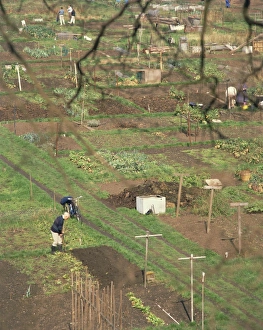Gardening Prints: Allotments, Henley, Oxfordshire, England, United Kingdom, Europe