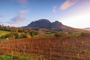 Green Hills Prints: Alluvia Vineyard at sunrise, Stellenbosch, Western Cape Province, South Africa, Africa