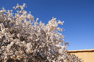 Almond Tree Prints: Almond blossom, Boumalne Du Dades, Morocco, North Africa, Africa