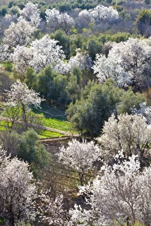 Grove Prints: Almond blossom, El-Kelaa M Gouna, Morocco, North Africa, Africa