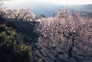 Costa Blanca Prints: Almond blossom in spring
