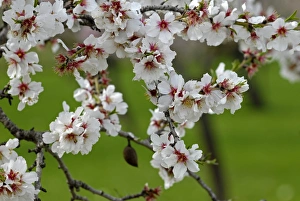 Images Dated 24th February 2007: Almond blossom time, Majorca, Balearic Islands, Spain, Europe