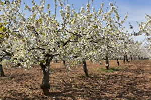 Food And Drink Industry Prints: Almond orchard in blossom, Puglia, Italy, Europe