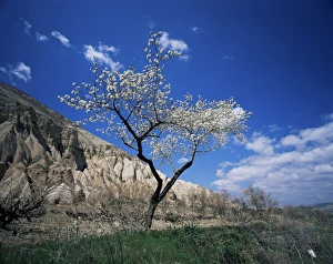 Almond Tree Prints: Almond tree in bloom
