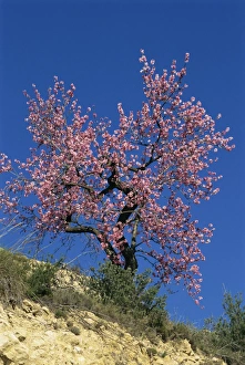 Costa Blanca Prints: An almond tree in blossom on the Costa Blanca