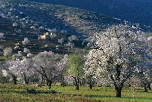 Almond trees in bloom