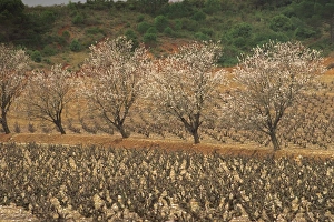 Almond Tree Prints: Almond trees in blossom in spring in a vineyard near St. Paul de Fenouillet