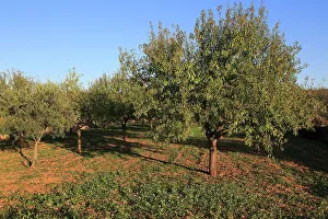Grove Prints: Almond trees orchard blue sky Lliber, Marina Alta, Alicante province, Spain, Europe