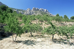 Almond Tree Prints: Almond trees in the Sierra de Aitana