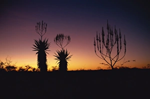 Aloe Prints: Aloe species in desert scrubland on the border of Botswana, Namibia, Africa