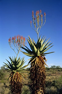 Aloe Prints: Aloe species in desert scrubland, Botswana, Africa