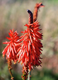 Azores Prints: Aloe vera flower, Sao Miguel, Azores Islands, Atlantic, Portugal