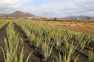 Irrigation Prints: Aloe vera plants commercial cultivation