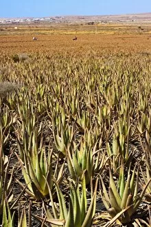 Images Dated 10th August 2010: Aloe Vera plants at Savimax finca and factory, known for its tours and shop, Valles de Ortega