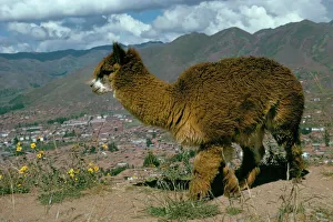 Rural Location Prints: Alpaca, Cuzco