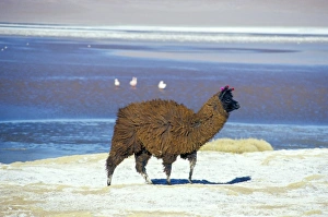 Alpaca Prints: Alpaca, Lago Colorada, Uyuni, Bolivia, South America