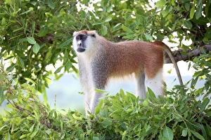 Uganda Prints: Alpha male Patas monkey on the lookout, Murchison Falls National Park, Uganda, Africa