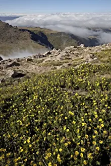 Mount Evans Prints: Alpine avens (Acomastylis rossii turbinata) above the clouds