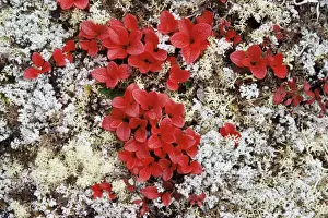 Lichen Prints: Alpine bearberry (Arctostaphylos alpina) in fall color on the tundra