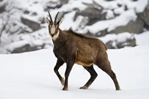 Horn Prints: Alpine Chamois (Rupicapra rupicapra), Gran Paradiso National Park, Aosta Valley, Italy