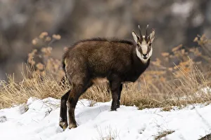 Alpine Chamois (Rupicapra rupicapra), Gran Paradiso National Park, Aosta Valley, Italy Alpine Chamois (Rupicapra rupicapra), Gran Paradiso National Park, Aosta Valley, Italy